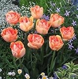 チューリップ　チャーミングビューティ　５球入