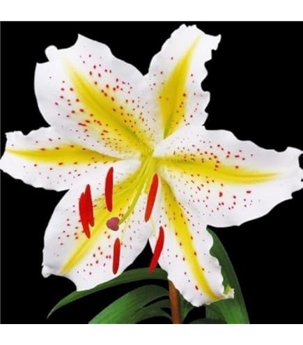 Amazon.co.jp: スカシユリ 球根 二色咲混合 3球入 : DIY・工具・ガーデン