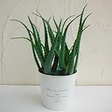 [ギフトに]ナチュラルブリキポット：キダチアロエ（木立アロエ）5号鉢植え ノーブランド品