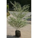 シンボルツリーに最適なボリュームたっぷりなシルバープリペット8号バック