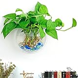 Luckyks 水耕栽培ポット 栽培キット 透明ガラス製 壁掛け式の花瓶 壁飾り 手作りのプレゼント(透明)