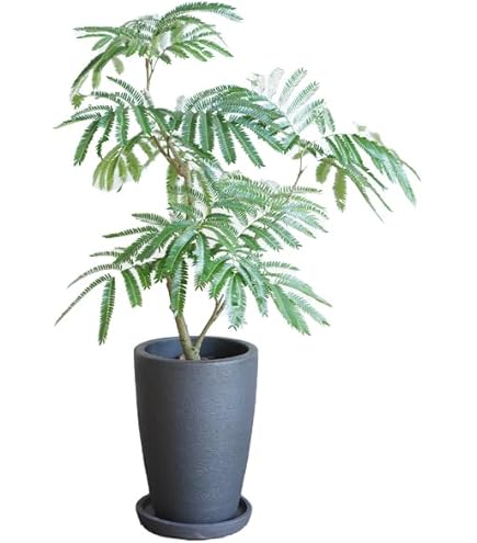 Amazon｜観葉植物 エバーフレッシュ 8号 セラアート鉢｜観葉