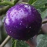 TOPmountain 紫トマト種子 20個 希少な新鮮な有機野菜の種 ガーデン盆栽の種子