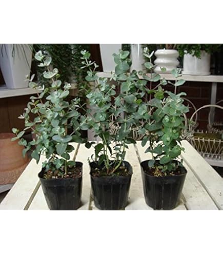 Amazon.co.jp: ユーカリ シルバードロップ 4号ポット【品種で選べる