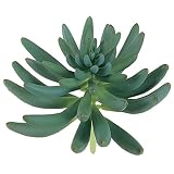 MAGIQ 東京堂 上質な造花 サクラントプランツ  GREEN FG007195