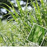 山野草:タカノハススキ 10.5cmポット苗【紫桜館山の花屋】