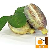 アケビ：三つ葉（ミツバ）アケビ4～5号ポット[甘味のある実 新芽・果皮もお料理に！][苗木] ノーブランド品