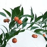 イタリアンルスカス（ナギイカダの仲間）5号ポット[オレンジ色の実がきれいな常緑低木] ノーブランド品