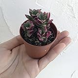 アナカンプセロス・サンライズ（桜吹雪）2号ポット[ピンクの斑がきれいな多肉植物] ノーブランド品