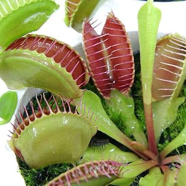 Amazon.co.jp 人気ギフトランキング: 室内食虫植物 で、ギフトの設定を