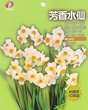球根お徳用水仙「芳香水仙」10球入