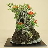 いよじ園 【】 長寿梅 赤花 石付 貴風サイズ 【雑木盆栽】いよじ園