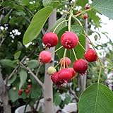 ジューンベリー(ジュンベリー)苗木