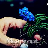 100 Pcs Seeds Mini Bonsai Orchid Seeds Indoor Home Miniature Flower Pot Garden Plants Four Seasons B