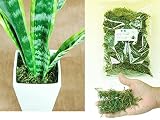 青苔　【園芸資材】 苔玉作りに 鉢物の装飾に 気軽に使える　染色水苔　1リットル