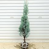 庭木：コニファー（ウィッチタブルー）　H：約100cm