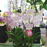 蘭の花 デンファレ 陶器鉢植え 5本立て 淡いピンク系　誕生日、お祝い 花ギフトにおすすめ