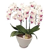 花を贈る！椎名洋ラン園の胡蝶蘭 (ホワイト) 3本立ち (生花)