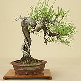 いよじ園 赤松 小品盆栽 【松柏盆栽】