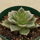 デレンオリバー 7.5cmポット エケベリア Echeveria 'Deren-Oliver' 福岡県産 多肉植物 多肉 観葉植物 インテリアグリーン 寄せ植えに