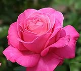 バラ苗 恋結び(こいむすび) 国産大苗裸苗 ハイブリッドティー (HT) 四季咲き大輪 ピンク系