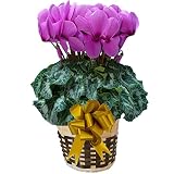 【 発送中 】 さかもと園芸　達人のシクラメン　【 パステルブラームス 】　花鉢植え　ギフト　プレゼント　贈答品　クリスマス　お歳暮