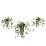Nearly Natural 4973-S3 Wild Green Grass Plant with White Vase, Set of 3 [並行輸入品]