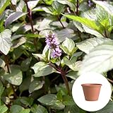 ペパーミント 栽培 セット/ハーブ / テラコッタ 鉢 プランター/鉢受皿 付