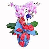 ミディ胡蝶蘭 2本立ち 4号陶器鉢 ブランド風呂敷ラッピング 伊砂文様両面風呂敷 梅/ミズイロ・ベージュ