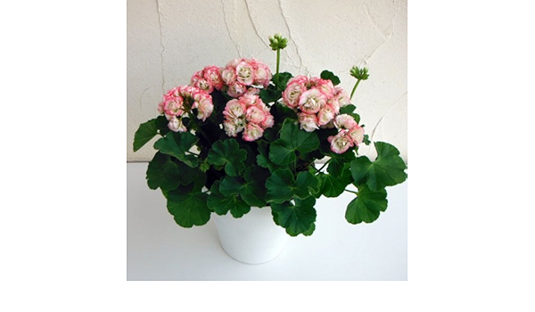 Amazon ゼラニウム アップルブロッサム ローズバッド5号鉢植え 八重咲きのゼラニウム 観葉植物 オンライン通販