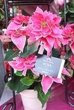 花苗　ラッピング込　サントリーフラワーズ　プリンセチア　ローザ　5号鉢　【送料込価格】【ギフト】