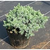 ブルースター 5号ポット 3本セット