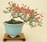 いよじ園 こけももカマツカ （珍品） 貴風盆栽 （実物盆栽）