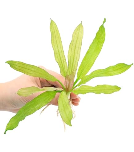 Amazon | エキノドルス・ジャングルスター・№2・スモールベア