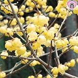 国華園　花木苗　大株ロウバイ　1株【※発送が国華園からの場合のみ正規品です】