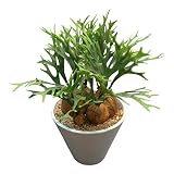 Creative Motion Desk-Top Artificial Plant [並行輸入品]