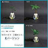 土なし　清潔　水やり簡単　セラハイト　ナギ　パキラ　コーヒーの木　3個セット
