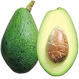 国華園　果樹苗 アボカド フェルテ 1株【※発送が国華園からの場合のみ正規品です】