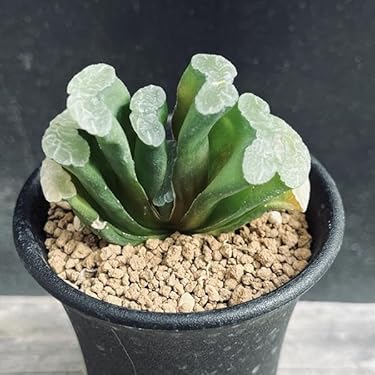 Amazon｜多肉植物 ハオルチア 玉扇 小金山｜観葉植物 オンライン通販
