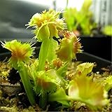 ホット販売100PCS /ロット鉢植え食虫植物種子ハエジゴクMuscipulaジャイアントクリップハエトリグサ種子庭の装飾