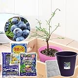 (観葉)私の果樹園 ～ブルーベリー栽培セット(ブライトウェル)～(苗木・土・プランター・肥料他6点セット) 家庭菜園 本州・四国限定[生体]