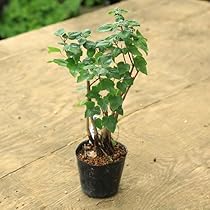 Amazon.co.jp: 遊恵盆栽 苗：宮様楓*みやさまかえで : DIY・工具