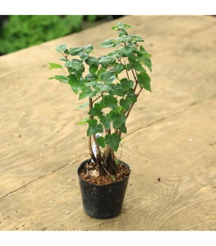葉団扇楓盆栽4本寄植え 楓の寄せ植え 太幹の盆栽を販売｜盆栽妙 – 盆栽妙 本店