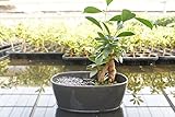 【癒しのミニ盆栽。大人のガーデニングがお部屋で楽しめます】　苔玉庭園　瓦（グレー）　小