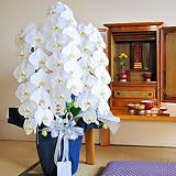 フューネラル胡蝶蘭　3本立　2万円コース　＜　お供え花　お悔やみ花　枕花に　供花に　＞　【お届け日指定ＯＫ】