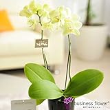 胡蝶蘭ミディ　ファレノBOX（黄色系）　＜開業祝い　開店祝い　開院祝い　リニューアルオープン祝いに＞