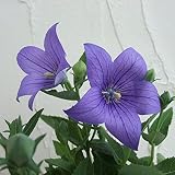 キキョウ（桔梗）：アストラ ブルー3号ポット 4株セット[鉢植えで楽しむわい性のききょう] ノーブランド品