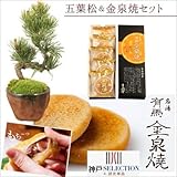 【敬老の日ギフト】ミニ盆栽：五葉松＆金泉焼セット（瀬戸焼鉢）*