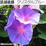 朝顔 苗 クリスタルブルー 琉球朝顔 2ポット