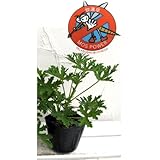 蚊連草(蚊よけ植物かれんそう）3号ポット12株セット[人気の苗] ノーブランド品